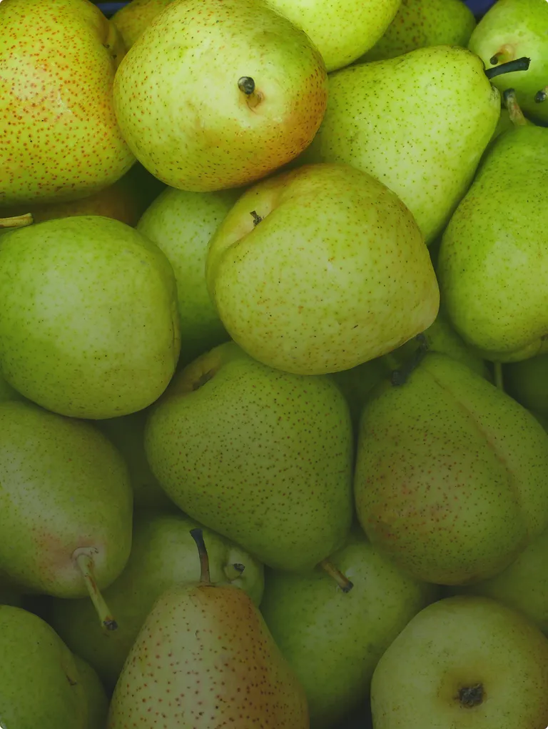 Jelly Belly Juicy Pear flavor — ripe orchard taste with crisp juicy bite